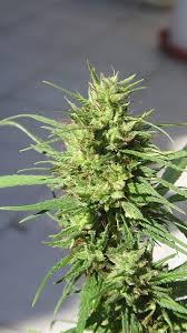 Tipps für das anpflanzen finden sie unter: Macht Das Spulen Von Cannabis Pflanzen Vor Der Ernte Sinn 1