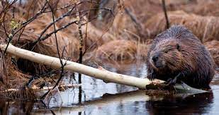 Ponds are a beautiful and idyllic addition to a backyard or garden, but during mosquito season, they can become your worst nightmare. How To Get Rid Of Beavers Top 7 Beaver Traps Repellents