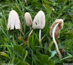 Image result for Conocybe lactea