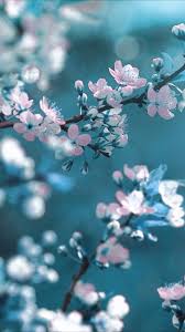 Bb Taylor On Twitter Beautiful Day Wallpaper Nature Flowers Spring Flowers Wallpaper Flowers Photography Wallpaper Cherry blossom » wallpaper 254 of 270 » iphone 640x960 » 177 kb. spring flowers wallpaper
