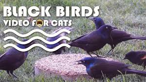 Bird Videos For Cats To Watch Online Birds For Cats To Watch Common Grackle And Red Winged Blackbird More Videos For Cats Www Tvbini Com Cat Gif Bird Gif Black Bird
