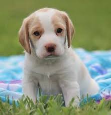 Wondering if your beagle is on this exclusive list? Lemon Drop Beagle Puppy 655268 Puppyspot