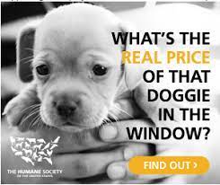 Puppy Mill Cruelty Have You Heard Of Puppy Mills Info To Help You Stop Animal Cruelty Puppy Mills Humane Society Puppies