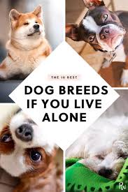 The 10 Best Dogs For People Who Live Alone Best Dog Breeds Family Dogs Family Dogs Breeds