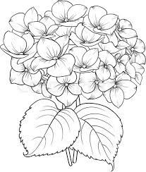 blooming flower hydrangea on white background mop head 678x800 jpeg croquis de fleurs dessin fleur peinture coloriage lapin gratuit