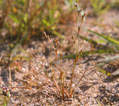 Image result for Juncus bufonius