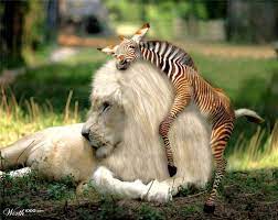 Big Hug Worth1000 Contests Animal Hugs Big Hugs Animals Friends