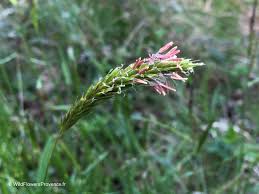 Image result for Anthoxanthum