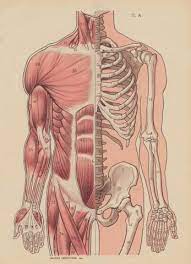 The anterior and middle scalenes originate from the transverse processes of certain cervical vertebrae and attach to the first rib. Muscles Tendons And Ligaments The Basics Musicians Health Collective