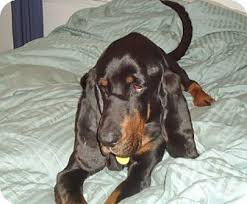 Black And Tan Coonhound Vs Bloodhound New York Ny Black And Tan Coonhound Bloodhound Mix Meet Buster A Dog For Adoption Pets Coonhound New York Animals