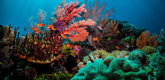 The great barrier reef is the world's largest reef system12 composed of over 2,900 individual reefs3 and 900 islands stretching for over 2,600 kilometres (1,600 mi). Australia S Great Barrier Reef Lost Over 50 Of Corals Between 1995 And 2017 Study Deccan Herald