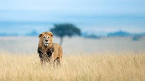 Next was tanzania and then the southern countries. 12 Days Kenya And Tanzania Safaris African Safari Tours