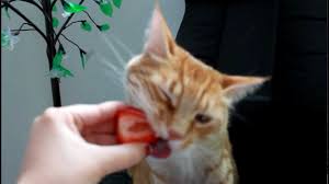 But in the rare case that you do have a cat who absolutely loves the taste of strawberries, you do need to take care not to feed your cat too many strawberries. Cat Eats Strawberry Youtube