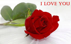 Choose through a wide variety of red rose wallpaper, find the best picture available. Red Rose Love Wallpapers Hd Wallpaper Cave