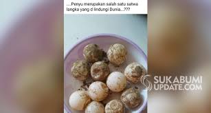 Kirim poto wajah dan dedek ke dm. Foto Telur Penyu Di Piring Beredar Di Medsos Pusat Konservasi Pangumbahan Sukabumi Bereaksi
