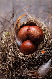 Bird Eggs For Sale In India Pravoslavnaya Pasha Beautiful Birds Bird Nest Bird Eggs