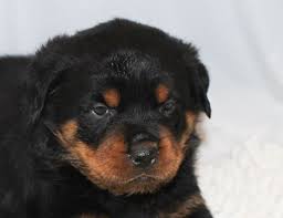 Khan came to us from one of our rescue partners in corsicana, texas. Puppies For Sale Near Me Find Your Puppy Vip Puppies Rottweiler Puppies German Rottweiler Puppies Puppies