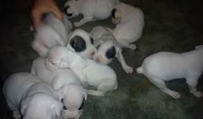 Blue ridge boxer rescue's adoption fee is between $200 & $400, unless otherwise noted. Boxer Puppies In Bartlesville Ok For Sale In Bartlesville Oklahoma Classified Americanlisted Com