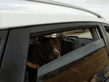 Dog In Car Window Gifs Tenor With tenor, maker of gif keyboard, add popular sleepy dog animated gifs to your conversations. dog in car window gifs tenor