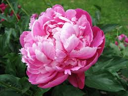 herbaceous peony 芍藥 flowers peonies plants