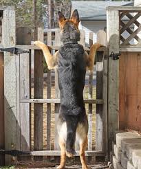 This page includes many german shepherd puppy stories sent in by readers (adult german shepherd stories are welcome here too, btw). What Can I Do If My Neighbor S Animals Are Creating A Problem Findlaw