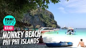 Check spelling or type a new query. Monkey Beach Phi Phi Island Krabi Thailand Youtube
