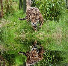 The jaguar served as the leader of various destroyer units. Tierlexikon Jaguar Geolino