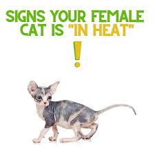 Pregnant Cat Nipples Vs Normal Cat Nipples: How To Tell The Difference? -  Cats.Com