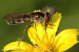 Image result for Exochaenium platypterum