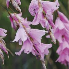 Image result for Eriosema pauciflorum