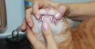 Level up your oral wellness. Dental Care For Pets Signs Your Pet Isn T Getting The Right Oral Care