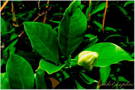 Image result for Gardenia transvenulosa