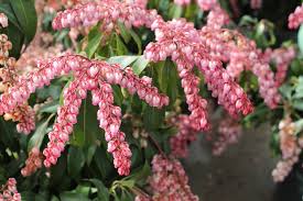 Try these homemade deer repellent solutions in your garden to keep deer off your property. Deer Resistant Trees Shrubs