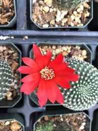 Image result for Clutia stuhlmannii