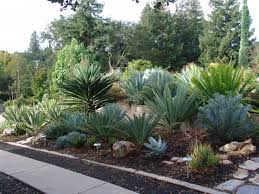 Water Conservation With Cycads Garden Shrubs Rock Garden Landscaping Succulent Landscape Design