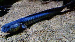 9 facts you must know about freshwater aquarium eels. Dragon Eel The Free Freshwater And Saltwater Aquarium Encyclopedia Anyone Can Edit The Aquarium Wiki
