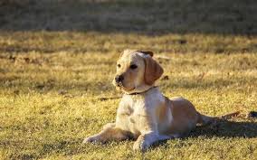 2 year old male lab is up for adoption. Mumbai S First Ever Dog Park Whatshot Mumbai