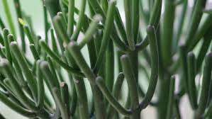 Ive been nervous about taking any cuttings as i know the sap is toxic if. Pencil Cactus Plant Care Growing Guide