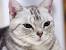 White Kitten American Shorthair