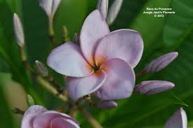 Reve Du Provence Evokes The Lavender Fields Of This French Region Reve Is A Wonderfully Scented Plumeria And Doesn T Fade Plumeria Frangipani Provence