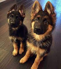 Double Germans Puppies Cute German Shepherd Dogs German Shepherd Puppies Dog Breeds