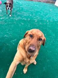 Happy Monday from all the Dog...