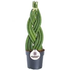 Until 2017, it was known under the synonym sansevieria trifasciata. Sansevieria Twister Snake Plant Houseplant For Sale Free Uk Delivery