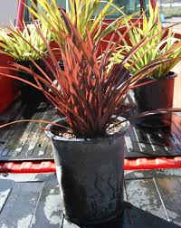 Image result for Phormium