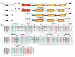 Check spelling or type a new query. Ijms Free Full Text The Grapevine Calmodulin Like Protein Gene Cml21 Is Regulated By Alternative Splicing And Involved In Abiotic Stress Response Html