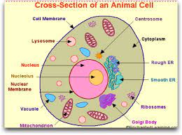We did not find results for: Quotes About Cell Organelles 27 Quotes