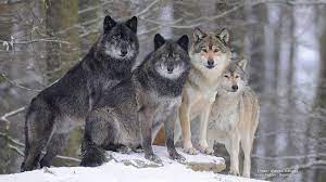 Mackenzie Valley Wolf Canis Lupus Occidentalis By Rarepic Timber Wolf Snow Wolf Wolf Spirit Animal