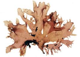 Image result for Microglossa densiflora