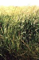 Image result for Panicum coloratum