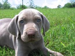 Look at pictures of weimaraner puppies who need a home. Weimaraner Puppies In Tennessee
